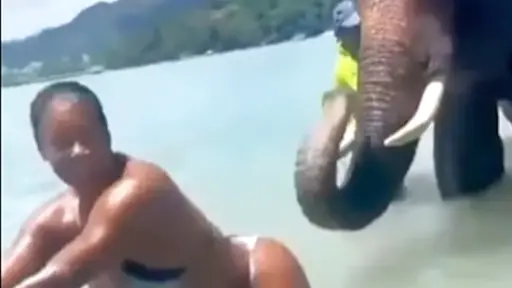 Elephant and big ass ebony